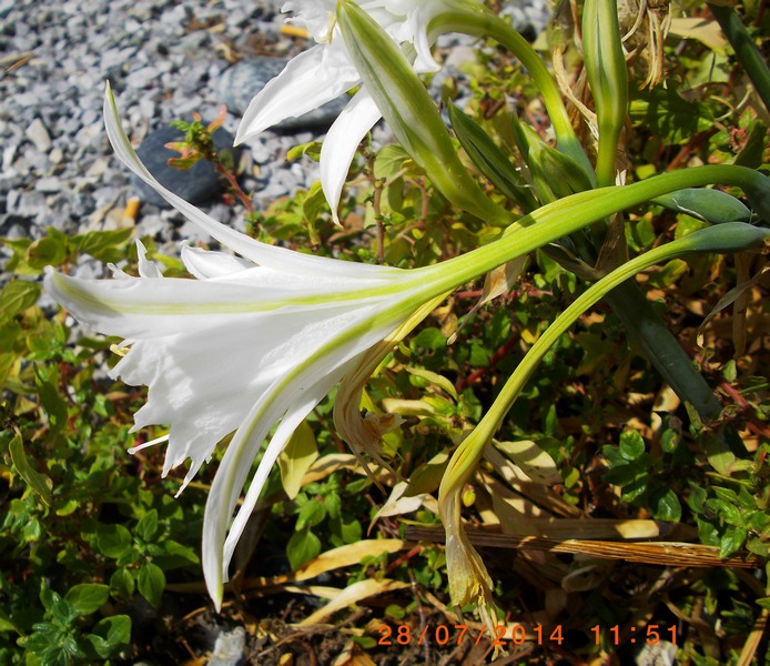 Pancratium maritimum